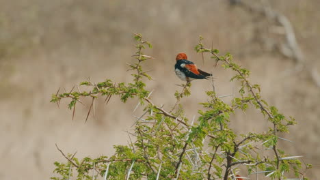 Pájaro-Golondrina-Rayado-Menor-Posado-Y-Plumaje-Acicalado-En-El-árbol-Con-Espinas