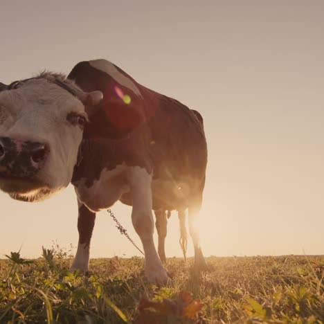 Vaca-Divertida-Mira-Fijamente-A-La-Cámara