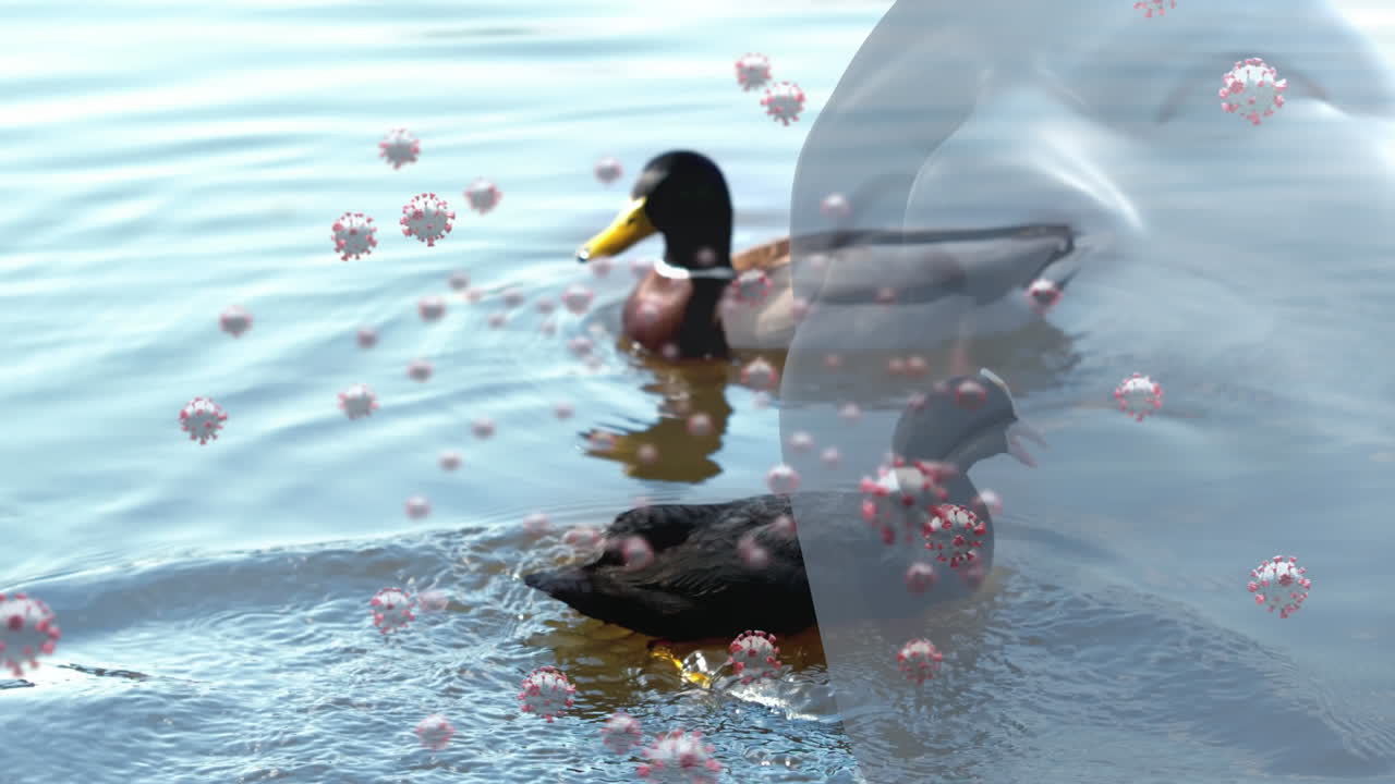 Covid-19 cells and human head model against ducks swimming in a lake
