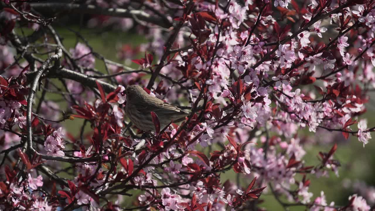 Fringuello domestico femmina che mangia petali di fiori di ciliegio durante la primavera in Canada