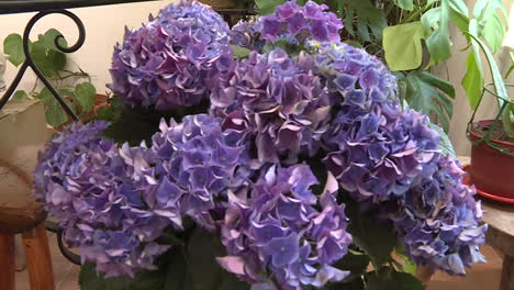 beautiful hydrangeas in pots