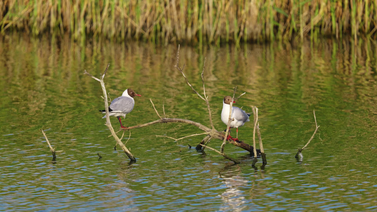 dos gaviotas sentadas pacíficamente en una rama de árbol sumergida en un lago de pantano salado, bañadas en la luz del sol al final del día