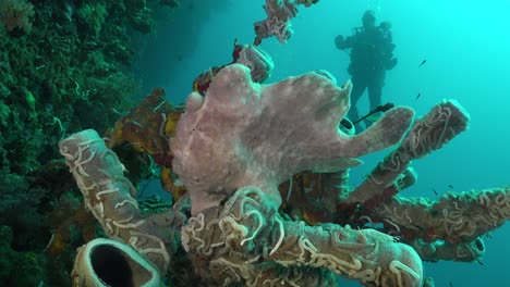 white giant frogfish sitting on sponge with scuba diver in background