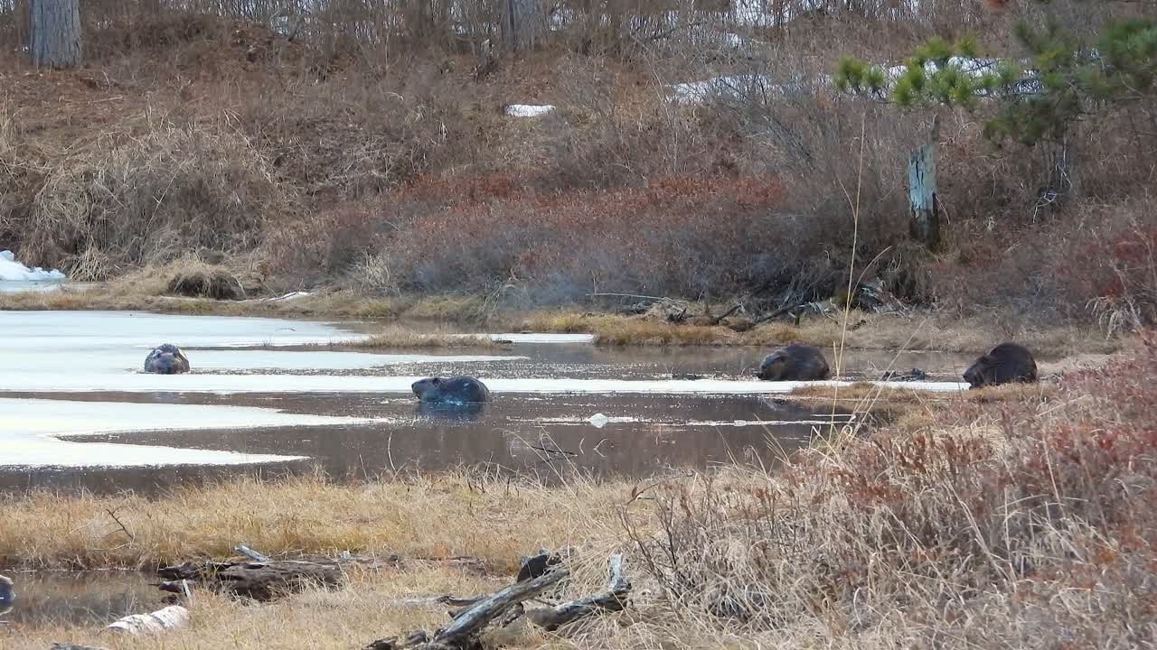 Beavers wildlife animal rodent outdoor in the wild Gatineau Park Canada North America