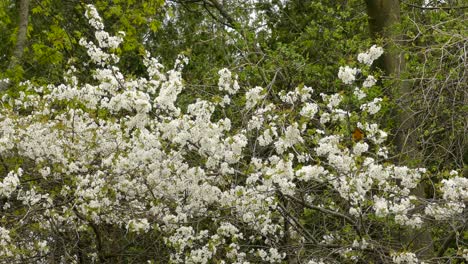 pájaro oriole de baltimore, icterus galbula, en un hermoso arbusto blanco de flores de primavera