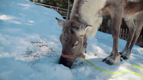 Hornless-reindeer-looking-for-food-in-the-snow