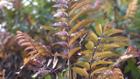 Close-slow-panning-shot-of-rowan-bush-leaves-in-forest,-shallow-DOF