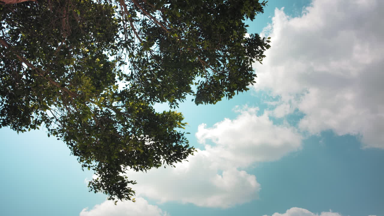 Blue sky and clouds with tree leaves moves with nice wind early morning. 4k footage