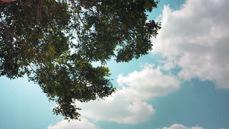 blue sky and clouds with tree leaves moves with nice wind early morning. 4k footage