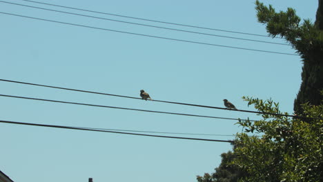 dos pájaros posados en una línea eléctrica para un descanso rápido antes de volar