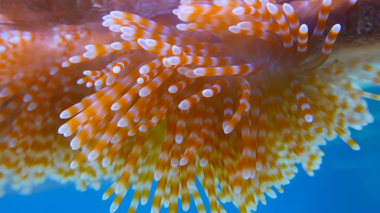 Primo piano di un'anemone di mare arancione vibrante che mostra tentacoli ondulanti con punte bianche su acqua turchese, movimento delicato.