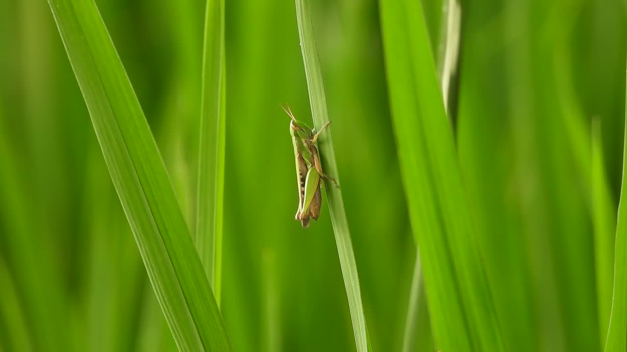 초파리 - 휴식 - 녹색 잔디