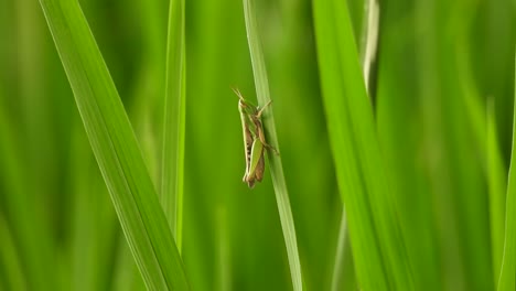 saltamontes - relajante - hierba verde