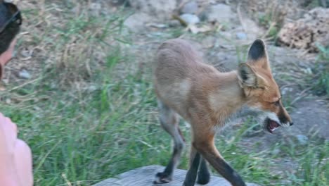 slowmotion shot of a red fox taking food out of a young woman's hand