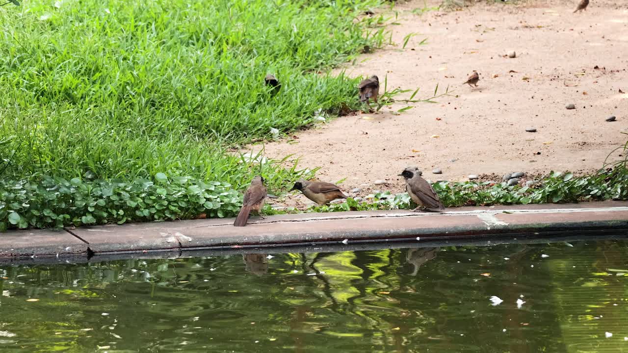 홍콩 의 연못 근처 에서 상호 작용 하는 새 들