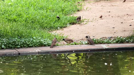 birds interacting near a pond in hong kong