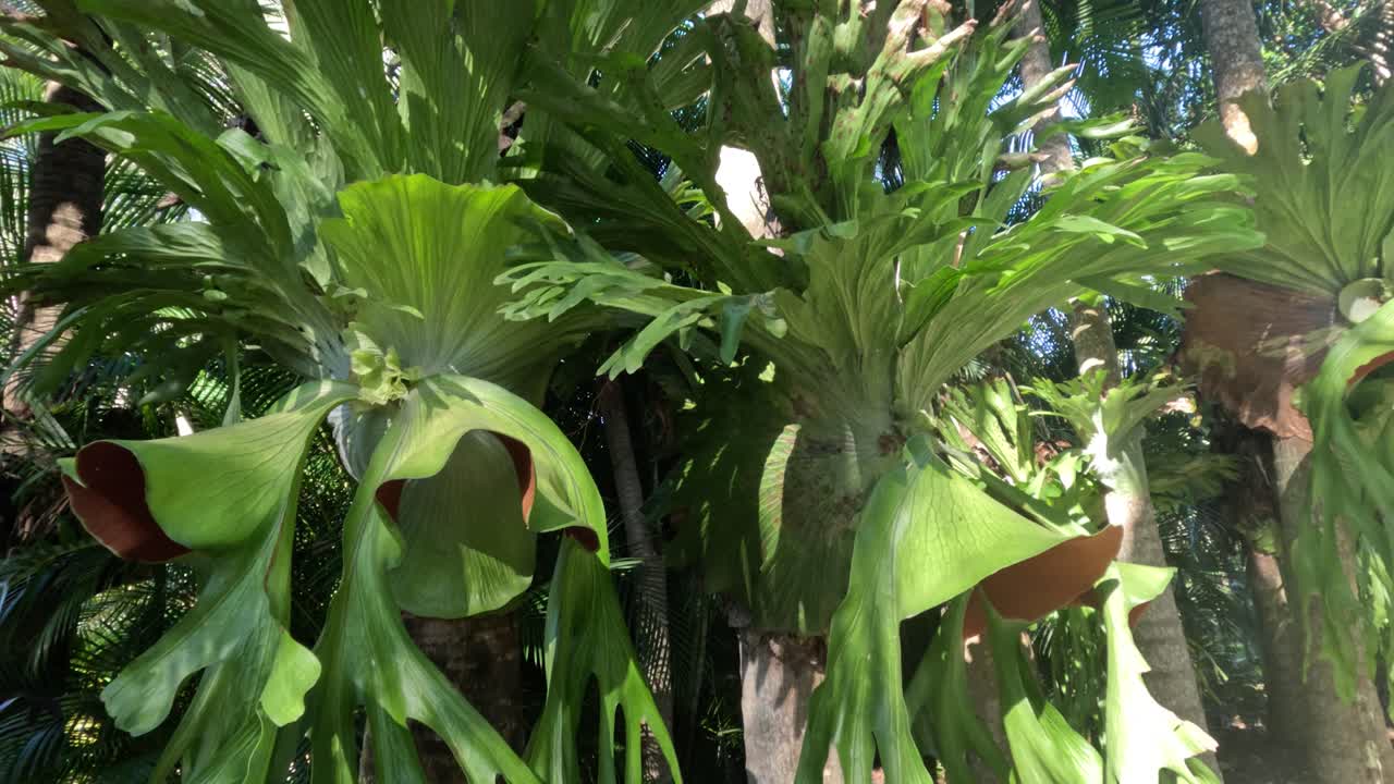 울창 한 환경 에서 스태그호른 페른 의 클로즈업