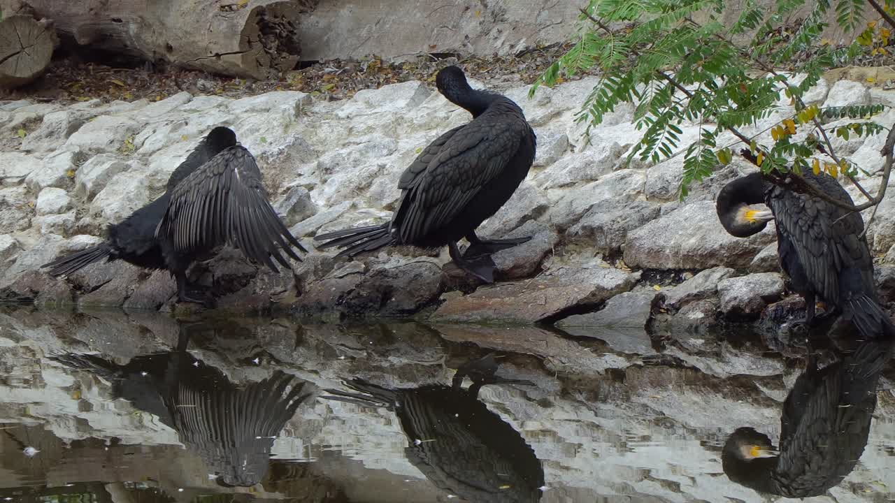 A flock of Great Cormorant preen their feathers while drying off along the shore of a pond