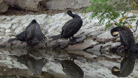 a flock of great cormorant preen their feathers while drying off along the shore of a pond