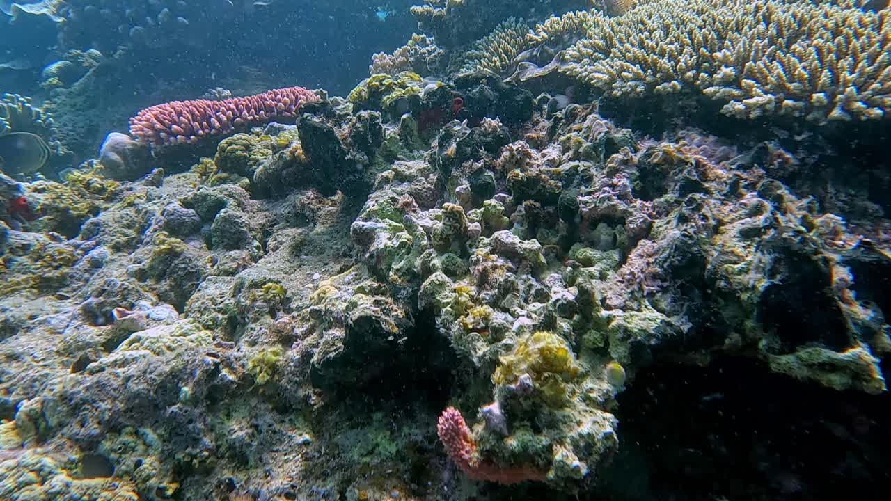 Filipinler'in Dauin kentinde, deniz tabanı boyunca ileri doğru şnorkelle dalış POV'u ile oluklu dev istiridye ve pullu istiridye olarak bilinen Tridacna squamosa'nın vahşi yaşam gözlemi.