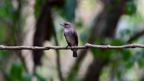 El-Papamoscas-Marrón-Asiático-Es-Un-Pequeño-Pájaro-Paseriforme-Que-Se-Reproduce-En-Japón,-Himalaya-Y-Siberia