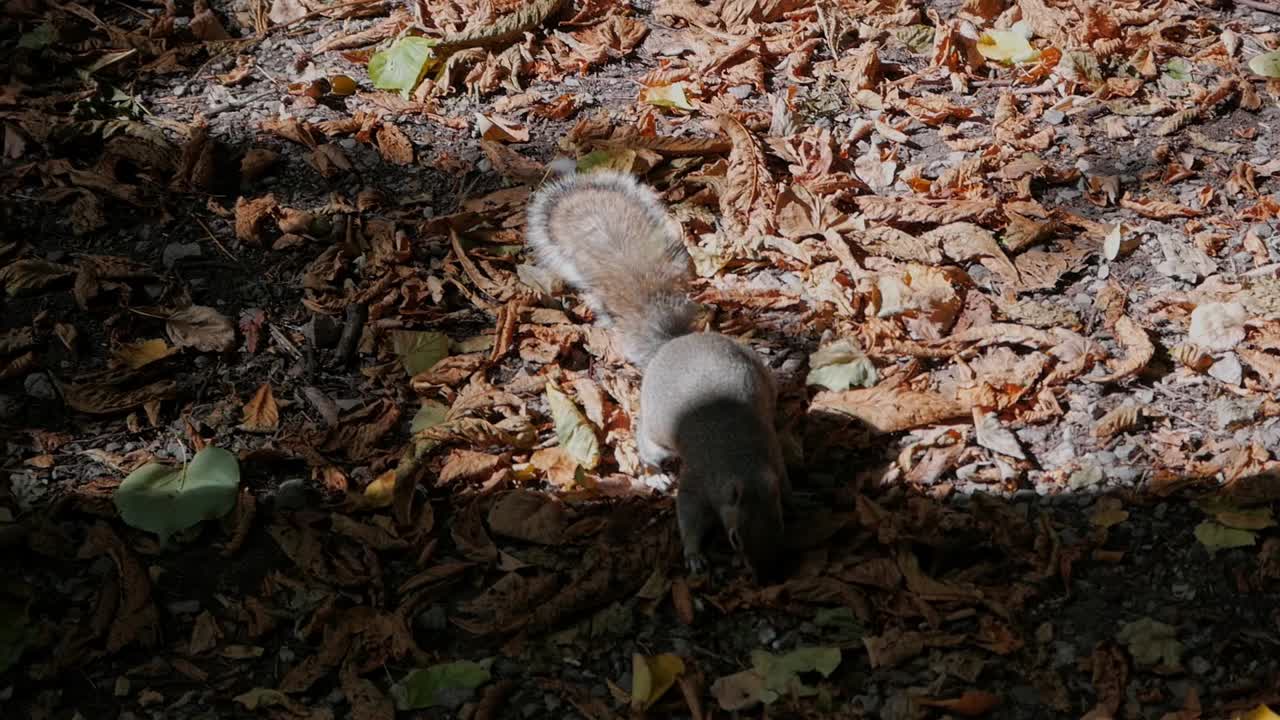 바닥에 죽은 잎사귀 사이에서 먹이를 찾는 회색 다람쥐