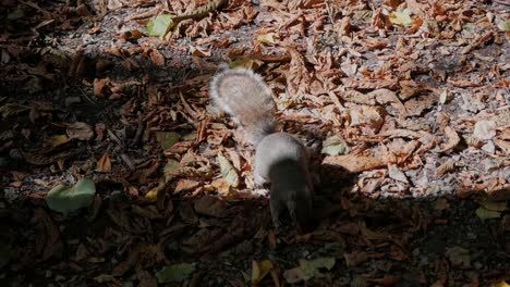 gray squirrel searching for food between dead leaves on floor