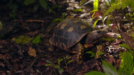 Tortuga-De-Patas-Amarillas-Moviéndose-En-El-Suelo-De-La-Selva-Tropical-Sobre-La-Hojarasca-Con-Un-Gran-Diseño-En-Su-Caparazón