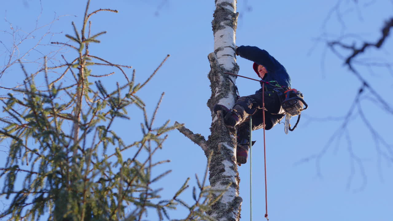 Female arborist sigh of relief as top of birch tree is dismantled and toppled