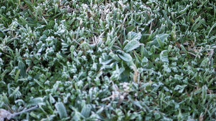 Erba brinata al mattino. Primo piano.