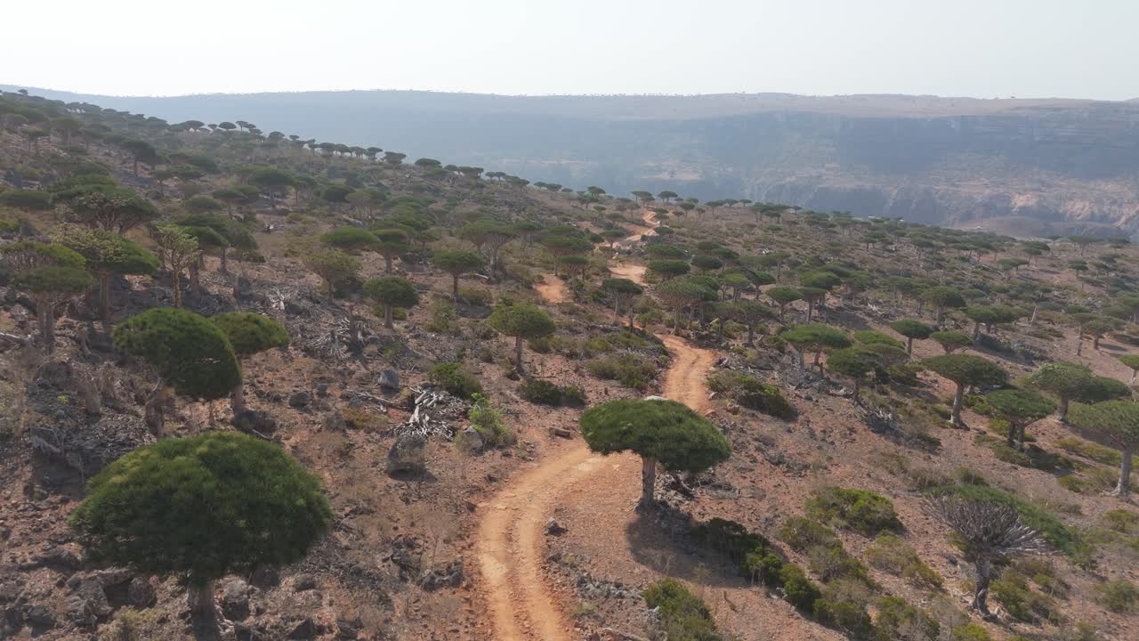 Vista aerea su alberi endemici del sangue di drago con un fuoristrada che percorre una strada sterrata a Socotra