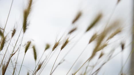 Trigo-En-El-Viento-Con-Un-Molino-De-Viento-Al-Fondo