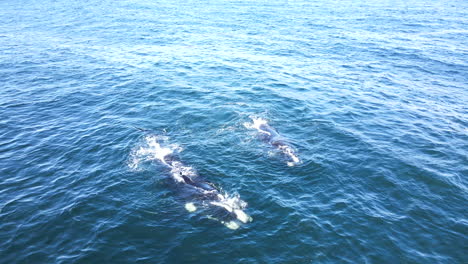 Southern-Right-whales-logging-at-surface-and-spouts,-aerial-view