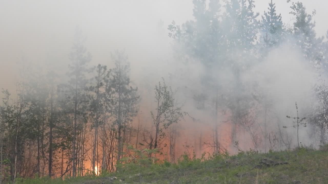 Fumo che si addensa mentre un incendio si propaga nei boschi.
