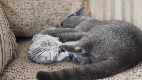 Scottish-Fold-kitten-plays-with-a-gray-cat