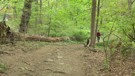 a low angle drone shot along a nature trail, surrounded by green trees on a sunny day