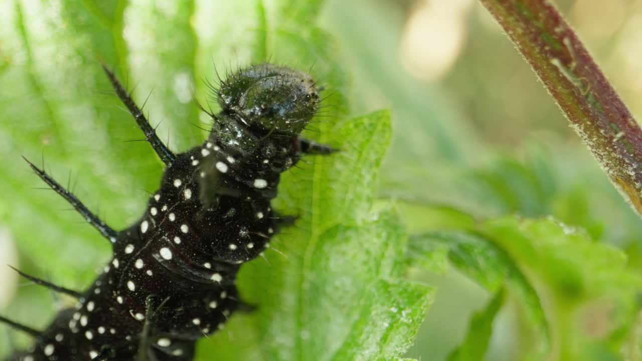Caterpillar munches on green leaf under soft plant shade, slow and steady movement