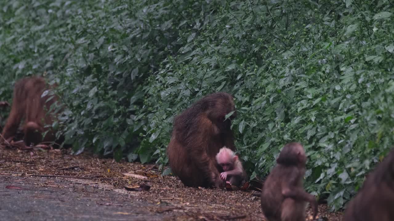 oso macaco, macaca arctoides, imágenes de 4k