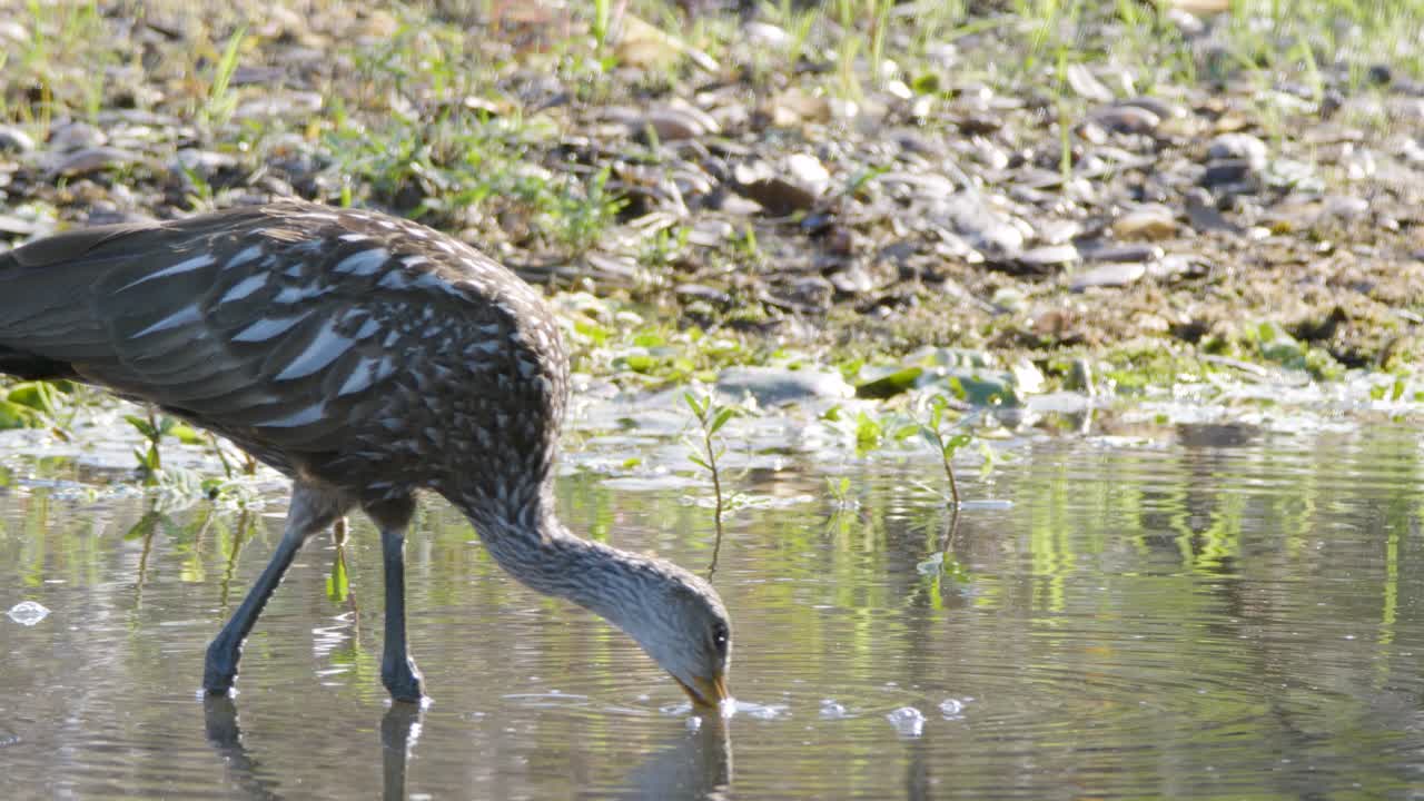 A limpkin bird forages in shallow water along a muddy shoreline, searching for snails and food