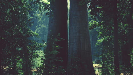 sun beams through thick trees branches in dense green forest