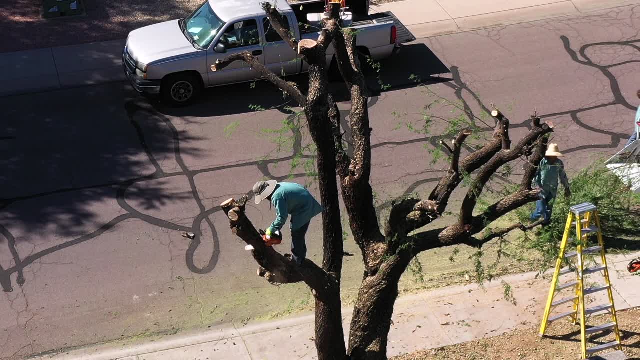 Man with a chain saw stands in the skeleton of a mesquite tree cutting off one of the large limbs