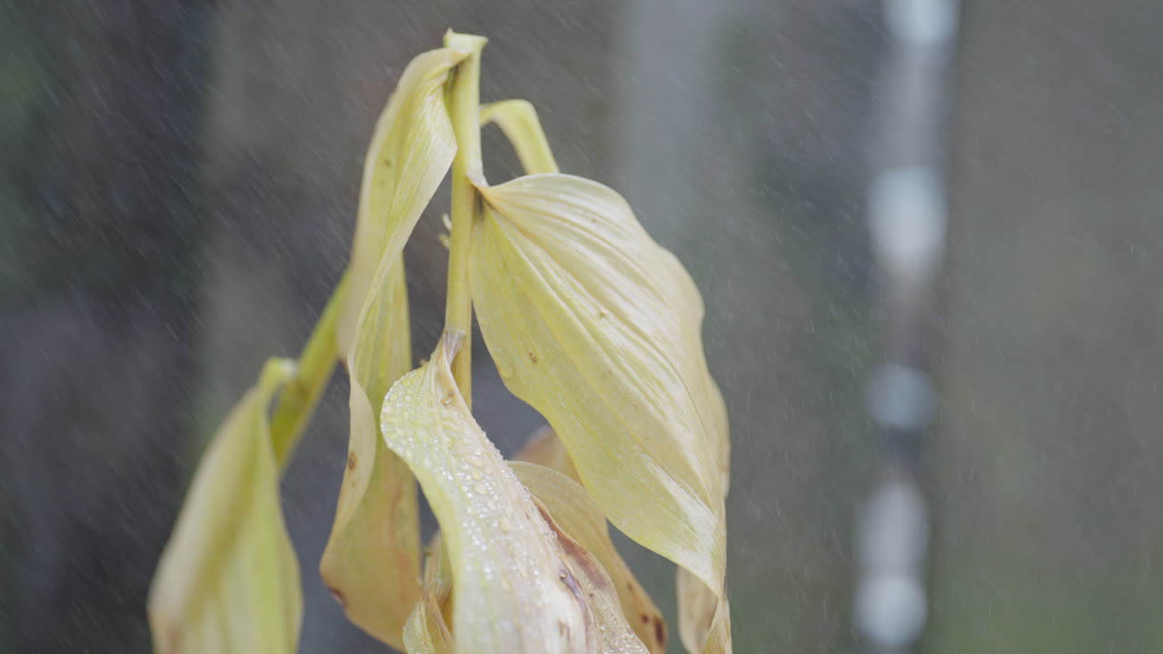 Close-up of wilted yellow leaves in gentle rain, evoking calm sadness