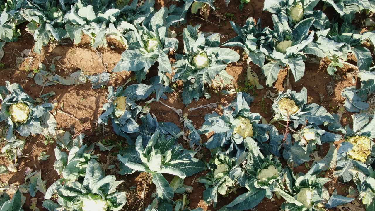 tiro de deslizamiento aéreo lento por encima de la fila de coliflor blanca que crece en el campo agrícola