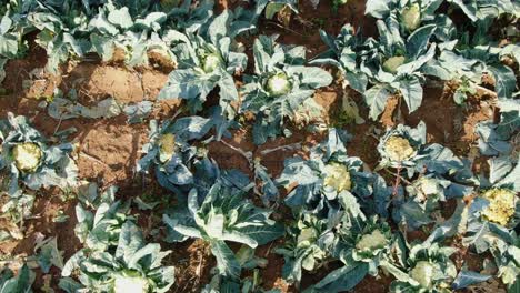 slow aerial glide shot above row of white cauliflower growing in farm field