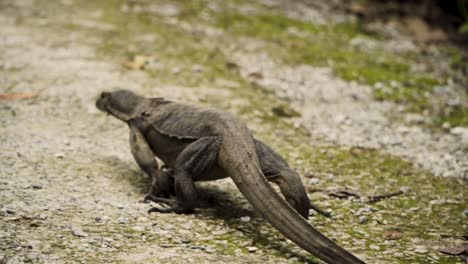 malayan water monitor crawling on forest ground within sungei buloh wetland reserve in singapore