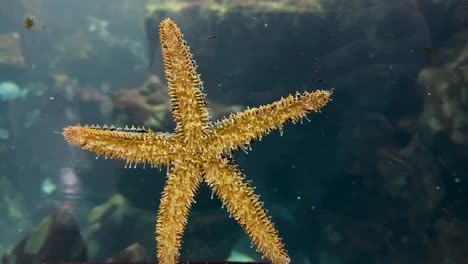 a vibrant starfish on aquarium glass, highlighting its yellow hues, textures, and serene underwater charm.