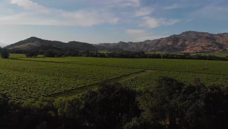 Viñedos-En-El-Valle-De-Napa,-Ca---Panorámica-Hacia-Atrás