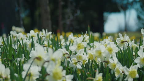 white daffodils in the forrest