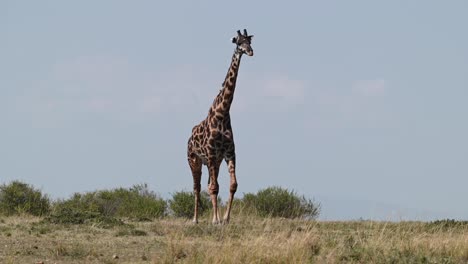 Una-Jirafa-Caminando-En-La-Reserva-Nacional-Masai-Mara-En-Kenia