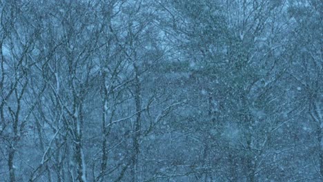 snow flakes falling in slow motion, cold winter weather in forest